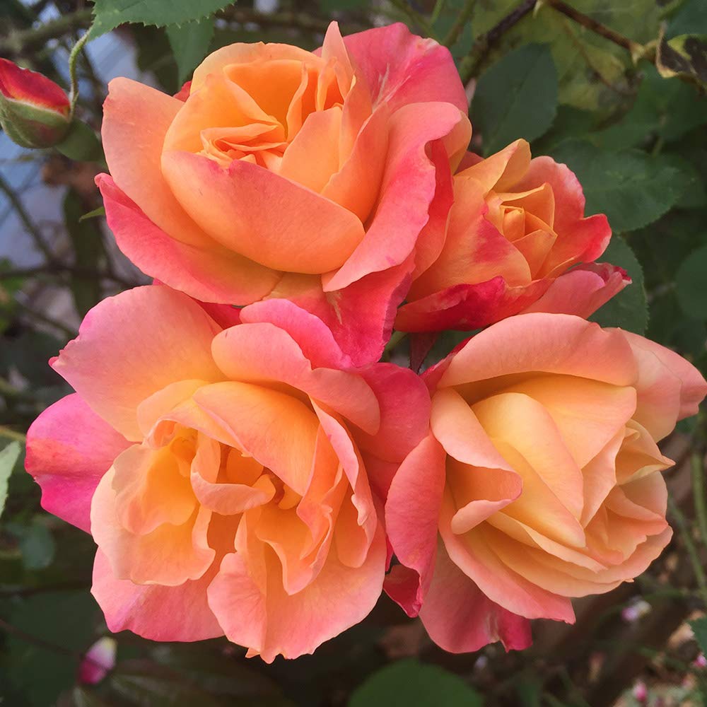 Amazon.com : Heirloom Roses Rose Plant - Joseph's Coat Multi Rose